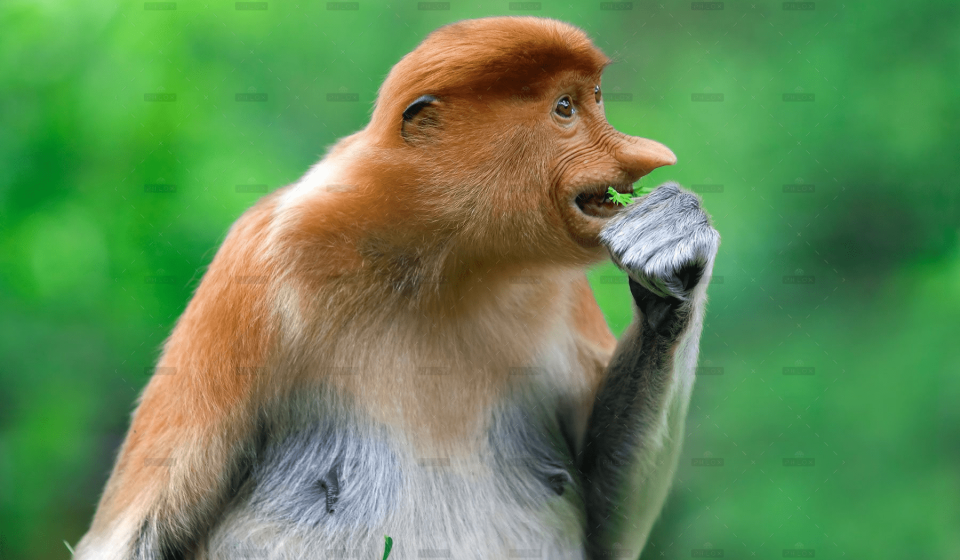 demo-attachment-291-proboscis-monkey-PK9YC3W-1
