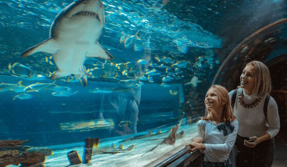 demo-attachment-288-showing-her-the-sharks-GHR4ZKN-1